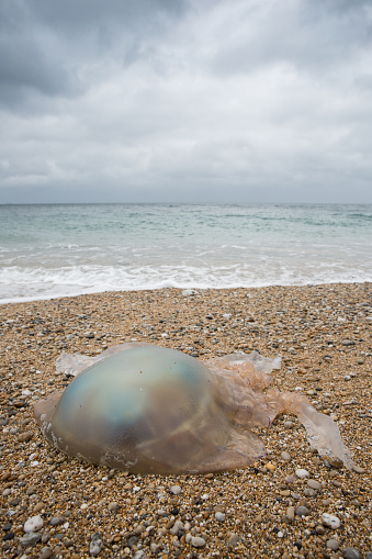 A giant barrell Jellyfish washed up on a Cornish beach in an environmental issue image with copy space