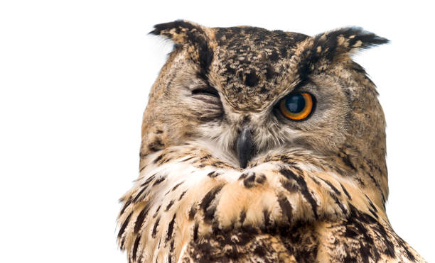 istock The horned owl with one open eye. Isolated on a white background 1180827214