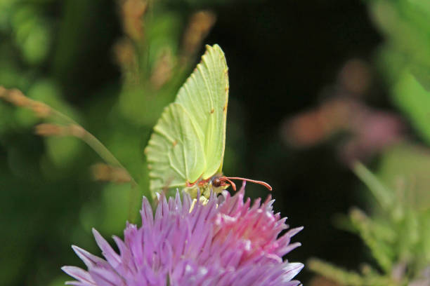 istock Butterfly yellow on a pink flower 1180828283