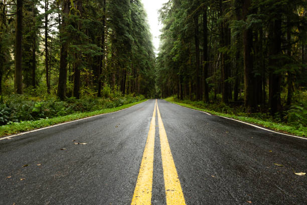 istock Wet Country Road in Washington Low Angle 1180829595