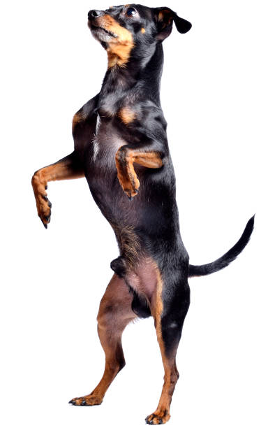 Prague ratter, miniature pinscher - czech dog isolated on white background. Standing dog. Prague ratter, miniature pinscher - czech dog isolated on white background. Standing dog. pražský krysařík stock pictures, royalty-free photos & images