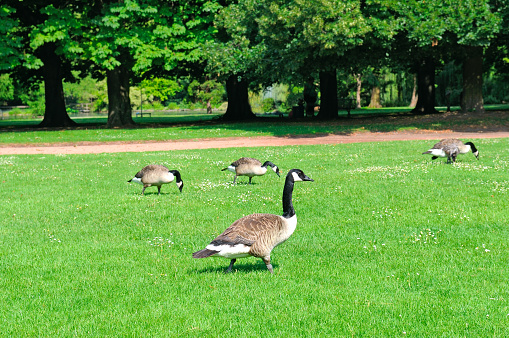 Gray geese on a green meadow in a city park.