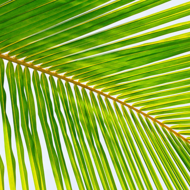 istock Palm trees against the blue sky, Background . 1180829877