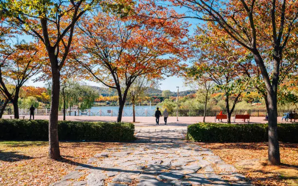 Autumn maple and lake at Incheon Grand Park in Korea