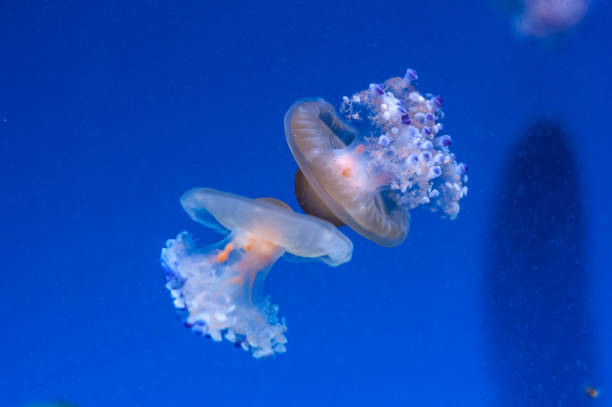 elegante animal marino blanco manchado medusa sin agua azul - white spotted jellyfish fotos fotografías e imágenes de stock