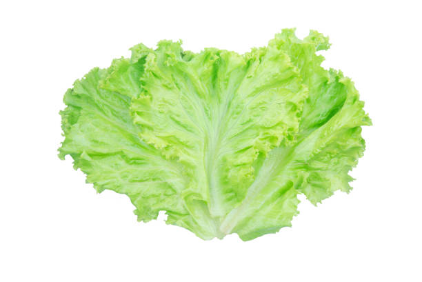 istock Salad leaf. Lettuce isolated on white background with clipping path 1180832049