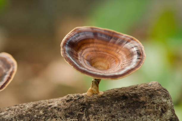 Brown mushroom Microporus xanthopus (Fr.) Kuntze on tree branch