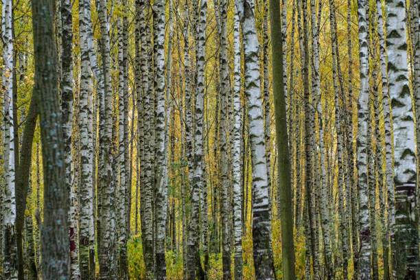 istock Autumn has come, autumn is here. 1180832326
