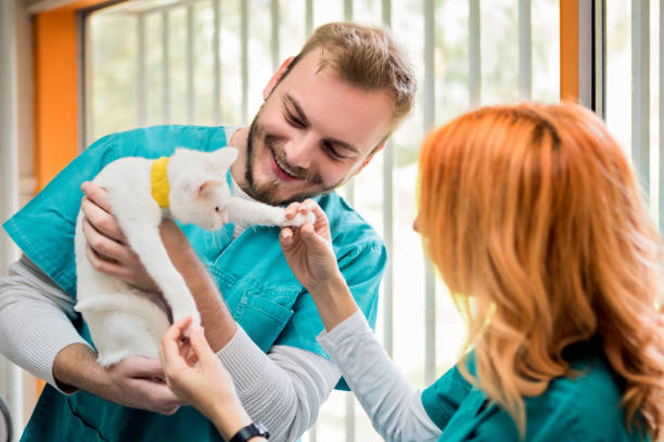 istock Cat at veterinarian office getting ready 1180833179