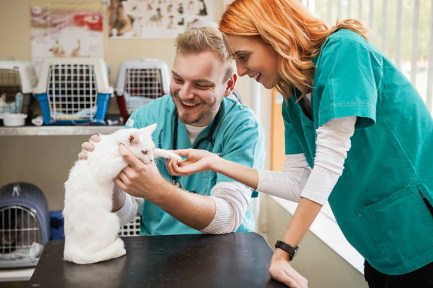 istock Cat at veterinarian office 1180833323