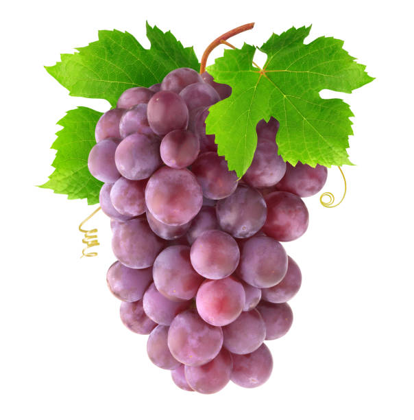 istock Isolated red grapes on a branch 1180833631