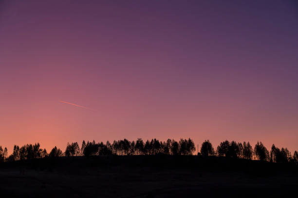 Dark purple sky at sunset over dark spruce forest