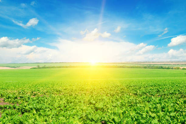 istock Green beet field and sun on blue sky. 1180833968
