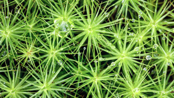 istock Green vegetable pattern, grass and wet moss close-up macro background, view from above 1180834273