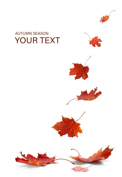 istock Isolated Autumn Leaves 1180835099