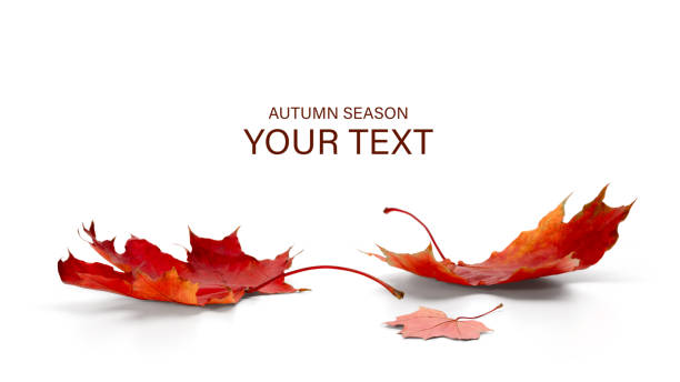 istock autumn season concept, maple leaf isolated on white background 1180835120