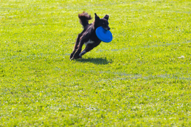 istock Dog playing catch with frisbee 1180835138