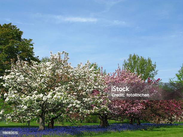 Frühling Eindruck Stockfoto und mehr Bilder von Apfelbaum - Apfelbaum, Baum, Baumblüte