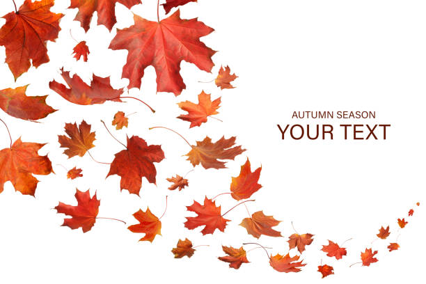istock Isolated Autumn Leaves 1180835214