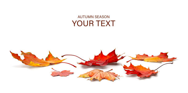 istock autumn season concept, maple leaf isolated on white background 1180835227