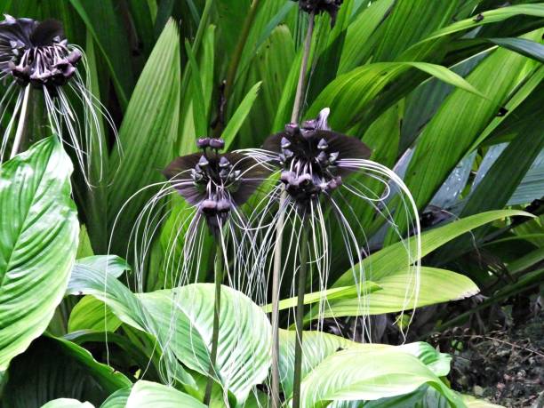 Chinese Black Bat, Mengenal Bunga Eksotis Mirip Kelelawar yang Kaya Manfaat