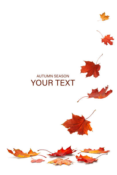 Isolated Autumn Leaves