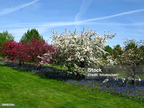 Frühling Eindruck Stockfoto und mehr Bilder von Apfel - Apfel, Apfelbaum, Apfelbaum-Blüte