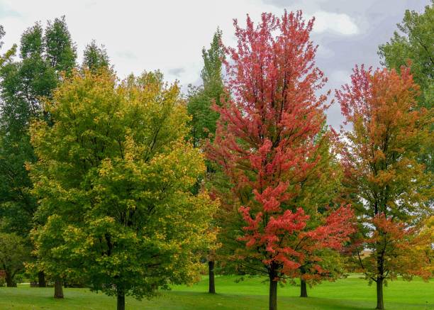 istock Colorful trees in Autumn in Minnesota 1180836417