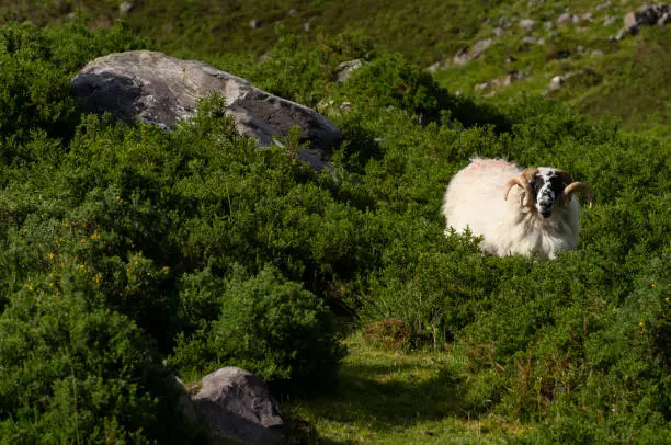 Mountain sheep with big horns in Southern Ireland