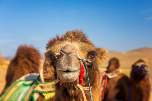 bactrian camel, gobi desert, mongolia - bactrian camel imagens e fotografias de stock