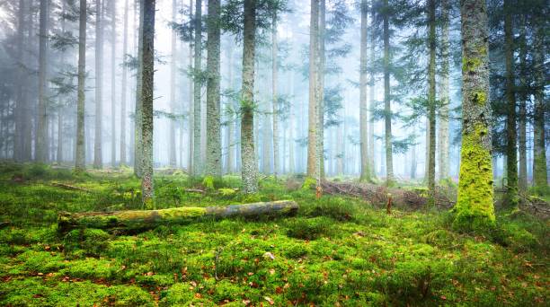 istock A scene in a dark misty pine forest with a moss carpet and fallen tree trunks. French Alsace. 1180838194