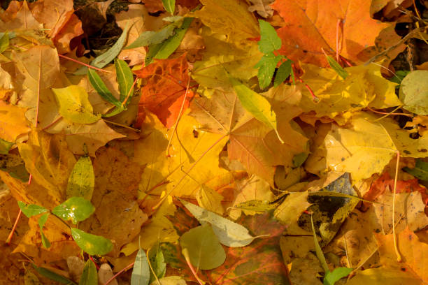 istock Texture of fallen leaves of different tree species on the ground. 1180839934