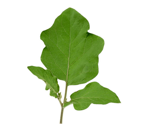istock fresh green leaf eggplant isolated on a white background 1180839989