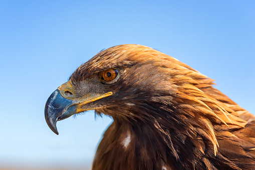 portrait the majestic golden eagle