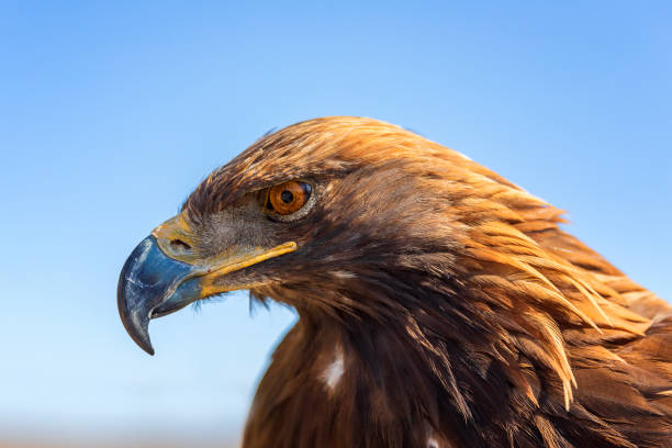 Close up of Steppe eagle (Aquila nipalensis) Animal, Animal Head, Beak, Bird, Bird of Prey steppe eagle aquila nipalensis detail of eagles head stock pictures, royalty-free photos & images