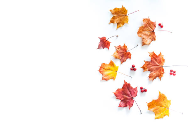 istock Autumn leaves on a white background, maple leaves and rowan berries, flat lay, space for text 1180840048