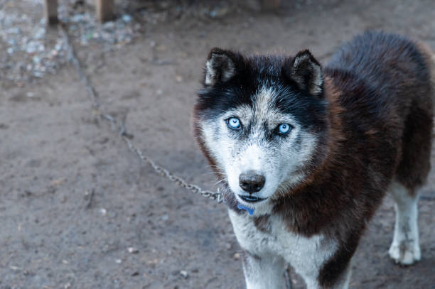 istock Dog breed Husky with  blue eyes,  looking at the camera, space for text 1180840103