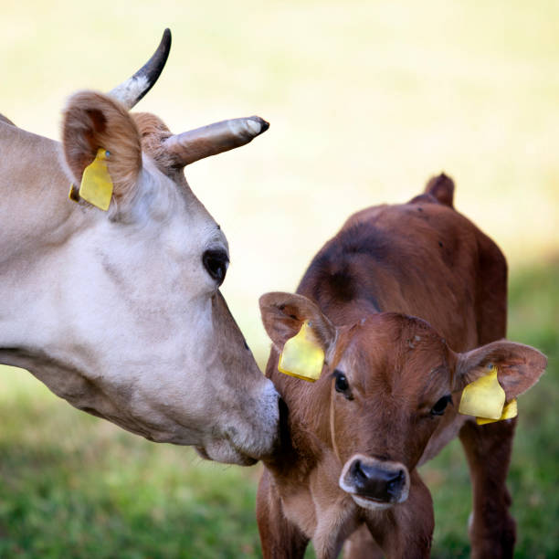istock mother cow licks calf in meadow 1180840368