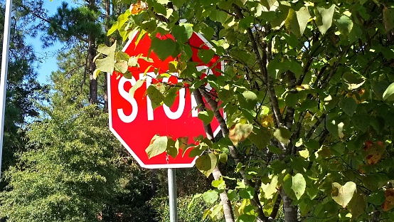 Stop Sign Behind Tree Branches