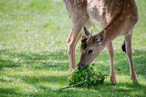 倒木の枝から葉を食べる鹿(玉玉) - brow antlered deer ストックフォトと画像