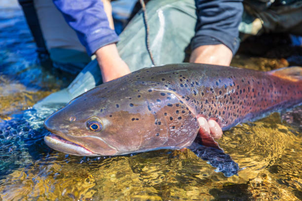 istock Fishing action at natural river, Hucho Taimen 1180842151