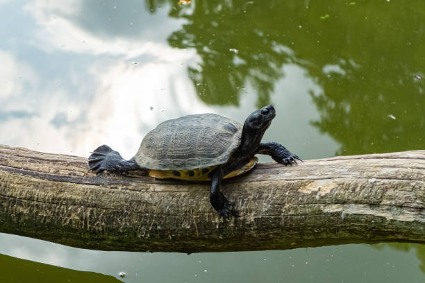 istock Little turtle cowling along the tree branch over the water. 1180842729