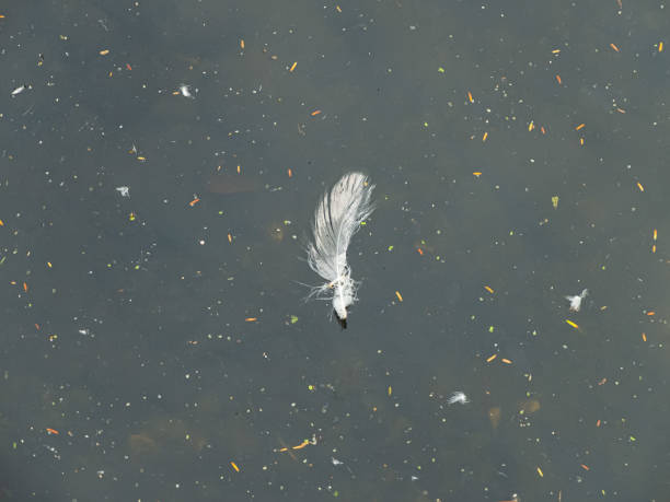 A single feather floating on the dirty water. stock photo