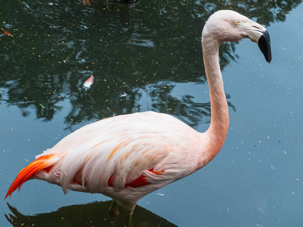 Flamingo standing in relatively dirty water looking to the right. stock photo