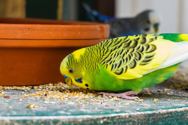 Green-yellow funny looking smiling budgerigar parrot eating corn. stock photo