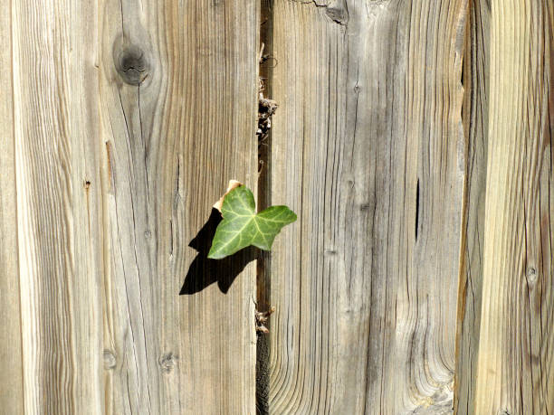 Two planks of new wooden fence with isolated green leaves stock photo