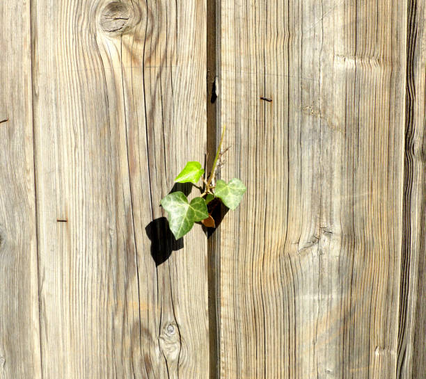 Three planks of new wooden fence with isolated green leaves stock photo