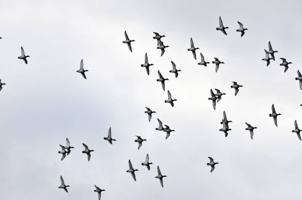 istock A flock of ducks flying in the autumn sky. 1180843244