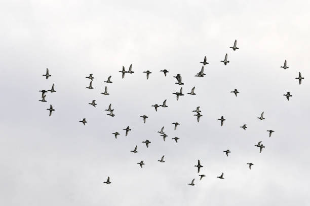 istock A flock of ducks flying in the autumn sky. 1180843247