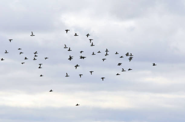 istock A flock of ducks flying in the autumn sky. 1180843386